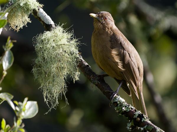 <h3><a href="/trips/costa-rica/biota/animalia/chordata/aves/040 passeriformes/107 turdidae/turdus grayi/turdus grayi-nl.html">Turdus&nbsp;grayi</a> / Clay‑colored&nbsp;thrush / Grays&nbsp;lijster</h3>OM-1 Mark II met OLYMPUS M.150-400mm F4.5, 1/2000 sec  bij F4.5, ISO 2000, afstand 9.38&nbsp;m